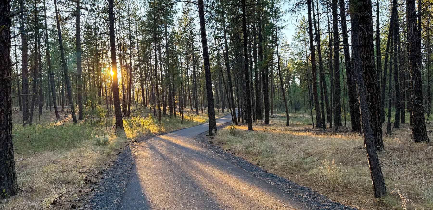 on the trail in the woods looking at the sunset